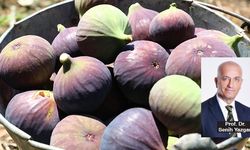 Bursa siyah inciri, Çin pazarına girme yolunda