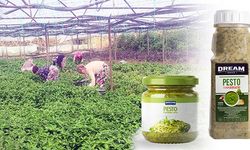 Kayfood'dan benzersiz pesto sosu