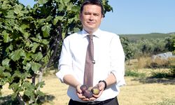 Osmangazi’den dünyaya açılan lezzet; Bursa Siyah İnciri