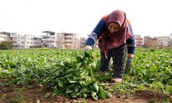 Osmangazi Belediyesi Doğal Üretimle Sofralara Sağlık Sunuyor
