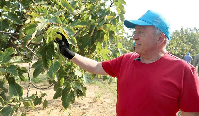 Nilüfer’de incir hasadı başladı
