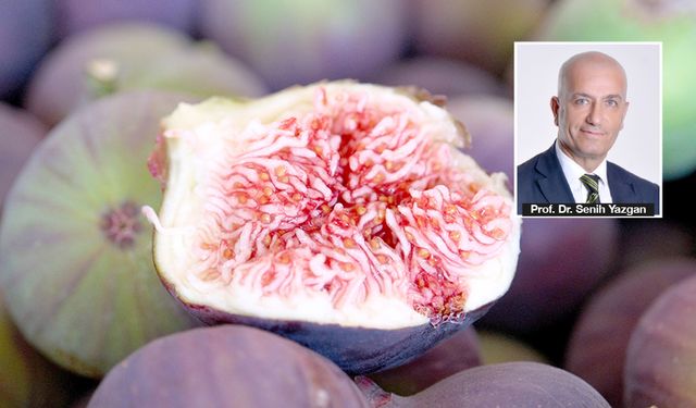 Bursa Siyah İnciri’ne AB darbesi