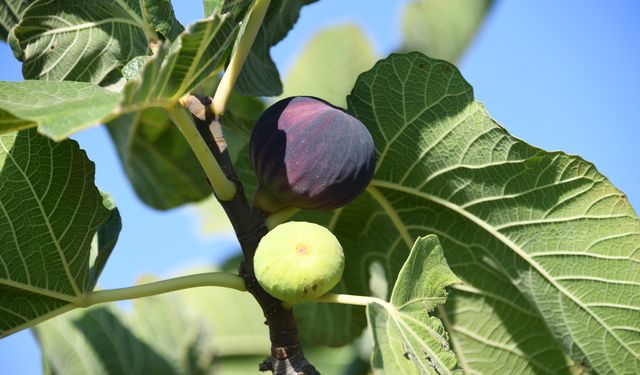 Osmangazi’den Dünyaya Açılan lezzet “Bursa Siyah İnciri”