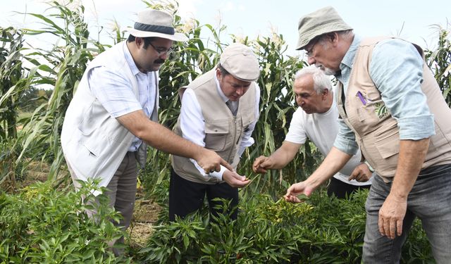 Osmangazi Belediyesi Ata Tohumlarını Geleceğe Taşıyor