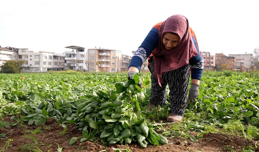 Osmangazi Belediyesi Doğal Üretimle Sofralara Sağlık Sunuyor