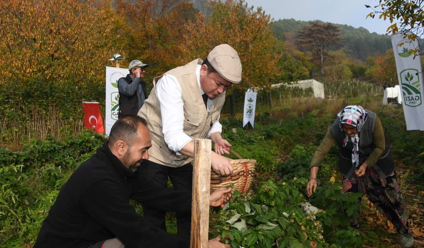 Osmangazi’de Üzümsü Meyvelerde Organik Tarım Seferberliği